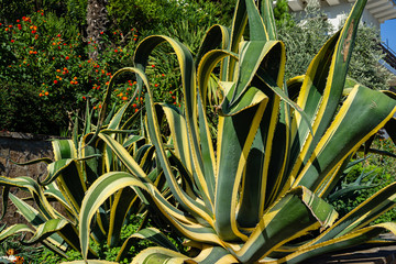 Obraz premium American agave (Agave americana) striped — species of Agave genus, Agave subfamily, Asparagus family in landscape of Paradise Park in Partenite in Crimea. Close-up. Marginata.
