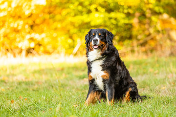 bernese mountain dog in autumn