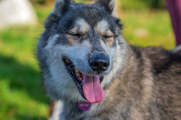 Portrait of a Husky dog breed in the summer park closeup.