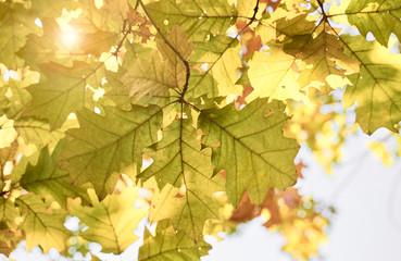 Autumn oak tree leaves close-up. Warm sunny defocused natural background.     