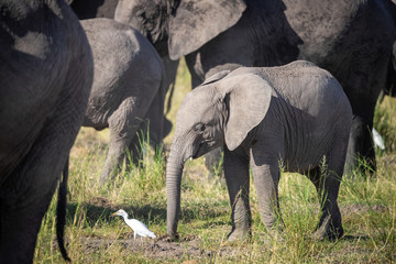 Baby elephant and a white egret in a herd of elephants in Amboseli