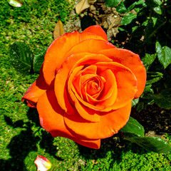 Orange rose unusual colors and viberance