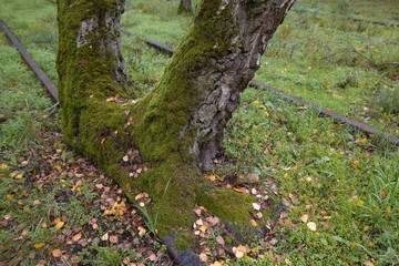 Auf einem alten Gleis in Berlin wächst eine Birke
