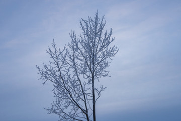 Obraz premium tree against blue sky
