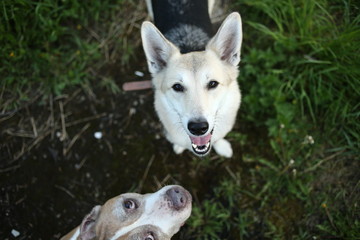 Tranquil Staffordshire Bull Terrier and shepherd among green plants at nature