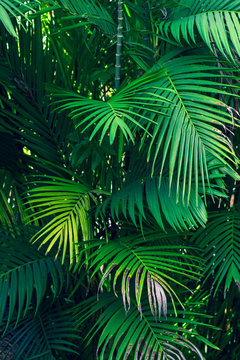 Leaves abstract palm tropical leaves colorful flower on dark tropical foliage nature background dark blue foliage nature