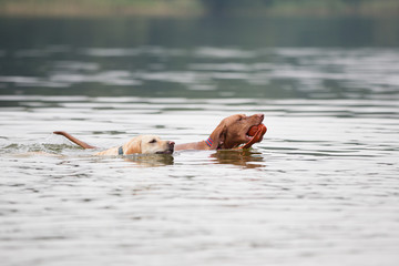Hunde am Badesee Hundeauslaufgebiet