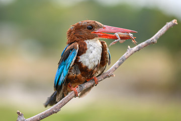King Fisher Bird with Big Prey
