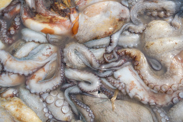 Pulpos octopus