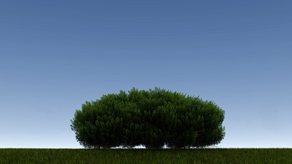 Fototapeta premium Tree At Night Background 3D Rendering