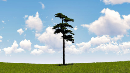 Fototapeta na wymiar One Tree At Sky Background 3D Rendering