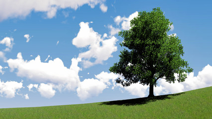One Tree At Sky Background 3D Rendering