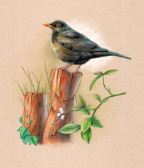 Blackbird on a wood pole