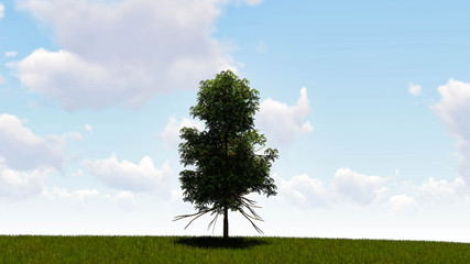 Fototapeta premium One Tree At Sky Background 3D Rendering