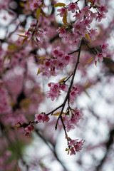 Prunus cerasoides(Sakura in Thailand) are plants that bloom in the genus Prunus
