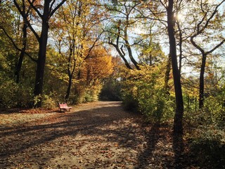 Bench in Puplic Park Hasenheide in Berlin on a sunny Autumn afternoon. Path and trees are covered in beautiful coloured leaves.