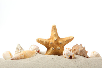 Fototapeta na wymiar sand, shells and starfish isolated on white. place for text, travel, sea.