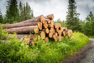 Wooden balls, felled trees lying next to a forest road