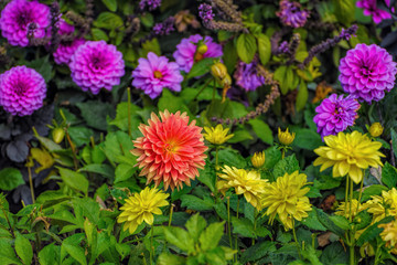 Flowerbed with multicolored flowers of blooming Dahlia, cultivated for its brightly colored single or double flowers, in garden at autumn. Selective focus with shallow DOF.