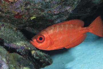 Glasseye snapper fish