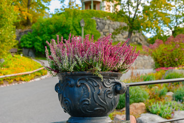 A pink, purple and white common heather (Calluna vulgaris) blossoming outdoors in flower pot in the autumn garden. Selective focus and shallow DOF. - obrazy, fototapety, plakaty