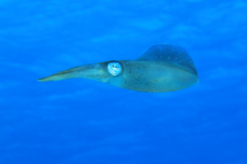 Caribbean reef squid