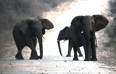 Fototapeta na wymiar Elefanten in Namibia