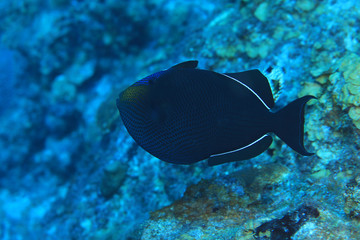 Black durgon triggerfish