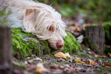 Hund müde im Wald