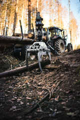 Heavy industrial machinery working in the forest. Harvester in a spruce forest working with logs. Heavy machinery. 