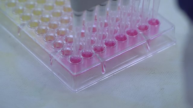 A multichannel pipette loads biological samples into a microplate for laboratory testing. Close-up view. 4k footage.