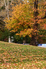Autumn Landscape. Park in Autumn. Beautiful foliage in central Park, New York city.