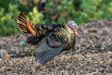 A Lone Wild Tom Turkey Stands in the Sun Light