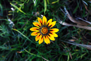 yellow flower, colorful beautiful flower growing in nature