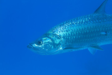 Tarpon fish