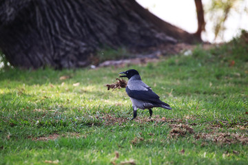 A Colombo crow (Corvus splendens) digging up food in the grass
