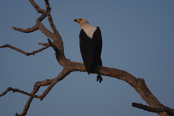 Adler in Namibia © Julia