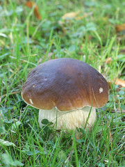 Boletus reticulatus (formerly  Boletus aestivalis), known as the Summer Cep or Summer Bolete, wild edible mushroom from Finland