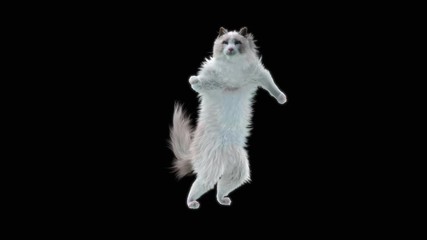 Cat Dance CG fur 3d rendering animal realistic CGI VFX Animation Loop  composition 3d mapping cartoon, with Alpha Channel - Powered by Adobe