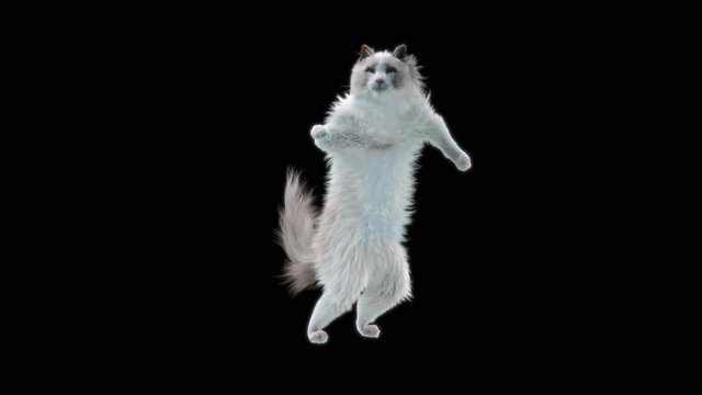 Cat Dance CG fur 3d rendering animal realistic CGI VFX Animation Loop  composition 3d mapping cartoon, with Alpha Channel