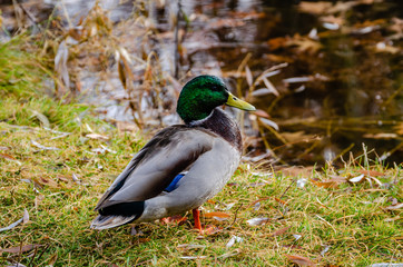 Mallard Drake At Cannon Hill Park
