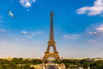 Fototapeta premium Eiffel tower in summer with flying birds, Paris, France. Scenic panorama of the Eiffel tower under the blue sky. View of the Eiffel Tower in Paris, France in a beautiful summer day. Paris, France.