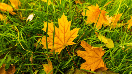 fallen foliage in a park in October