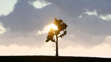 Lonely tree landscape 3D Rendering