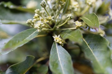 Flowers of an avocado tree