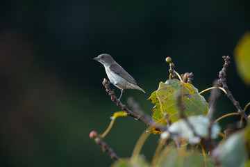 Thick-billed flowerpecker