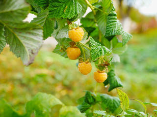 yellow raspberries on a bush. Yellow raspberries on a bush. Close-up of yellow raspberries on a bush