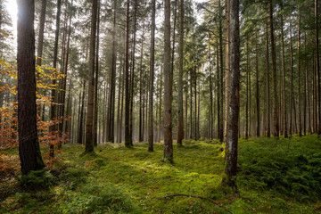 Landschaft um den Titisee - Schwarzwald 