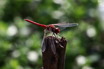 A Scarlet dragonfly (Crocothemis erythraea) perched on a branch