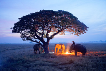 elephants warm up with fire near a big tree.